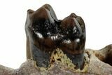 Cretaceous Fossil Mammal Dentary w/ Tooth - Montana #284484-3